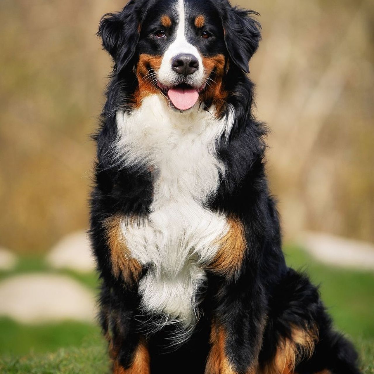 bigdogforum