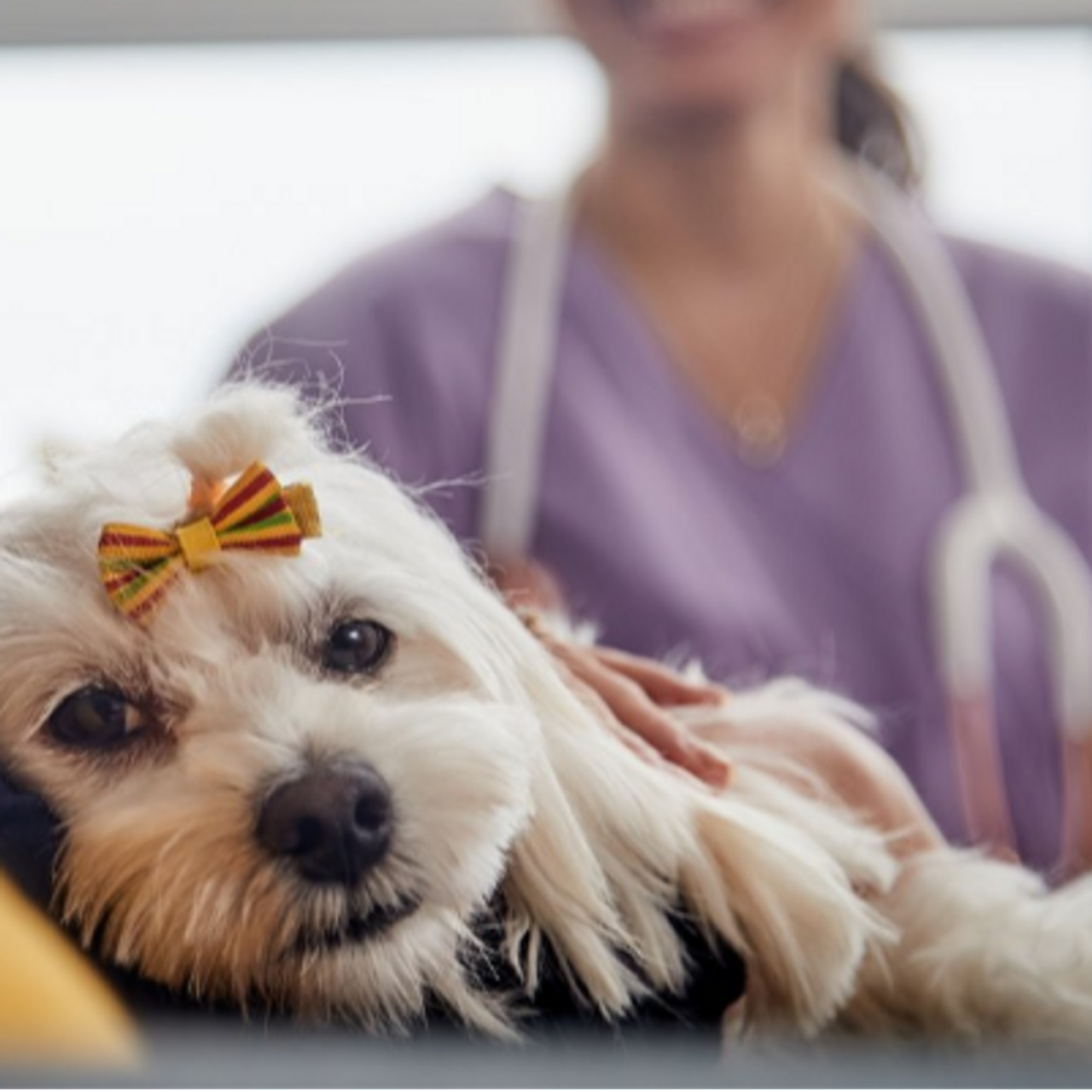 HomeVet