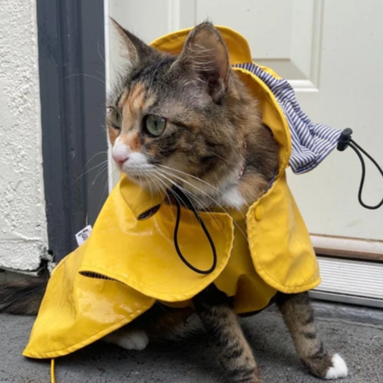 Catraincoats