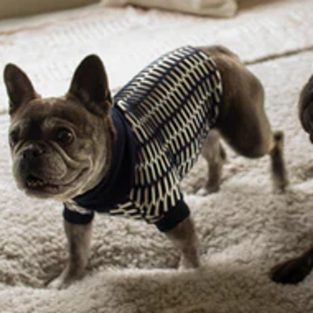 Dogclothing