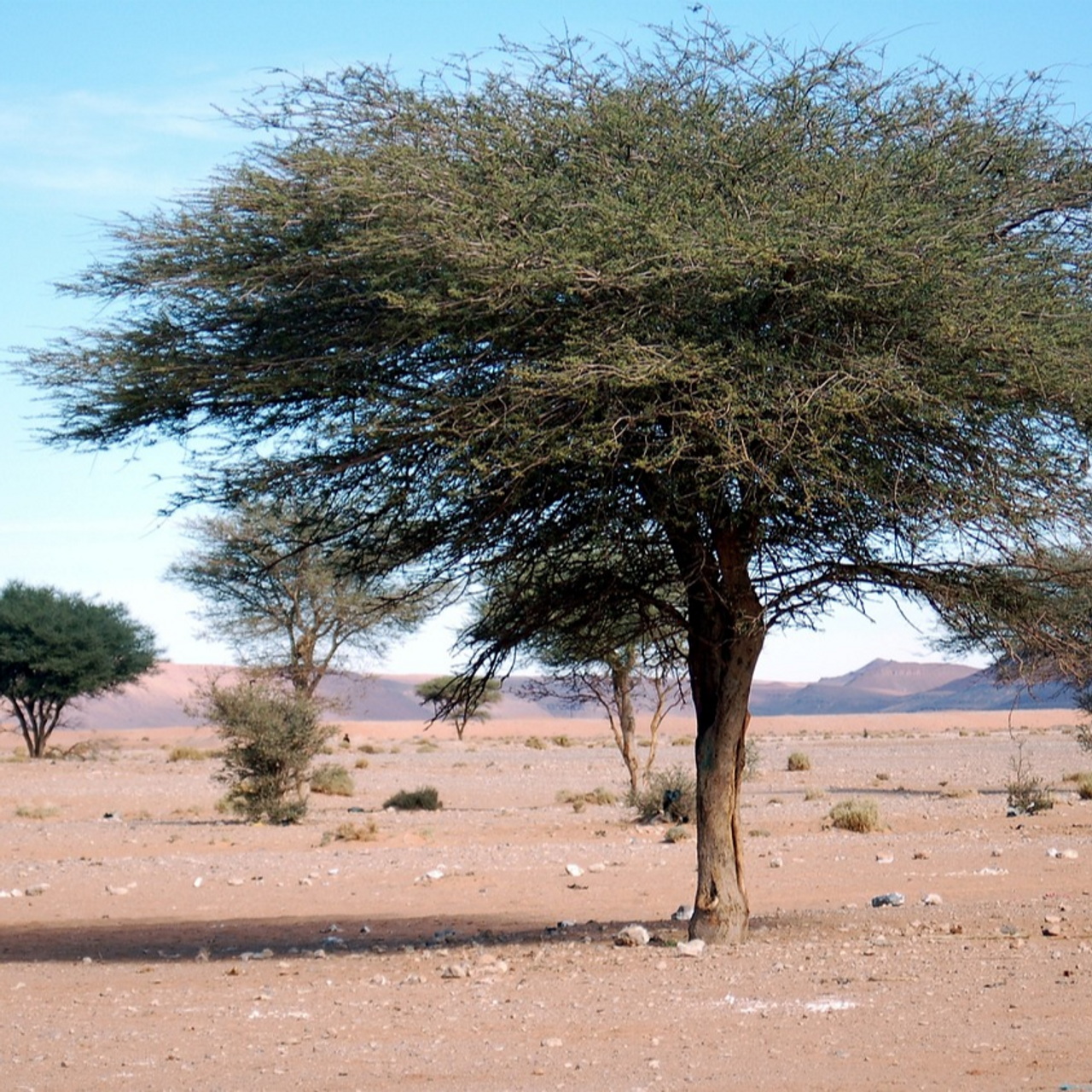 Shajara